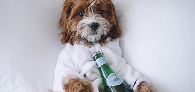 pet friendly hotels near baltimore inner harbor